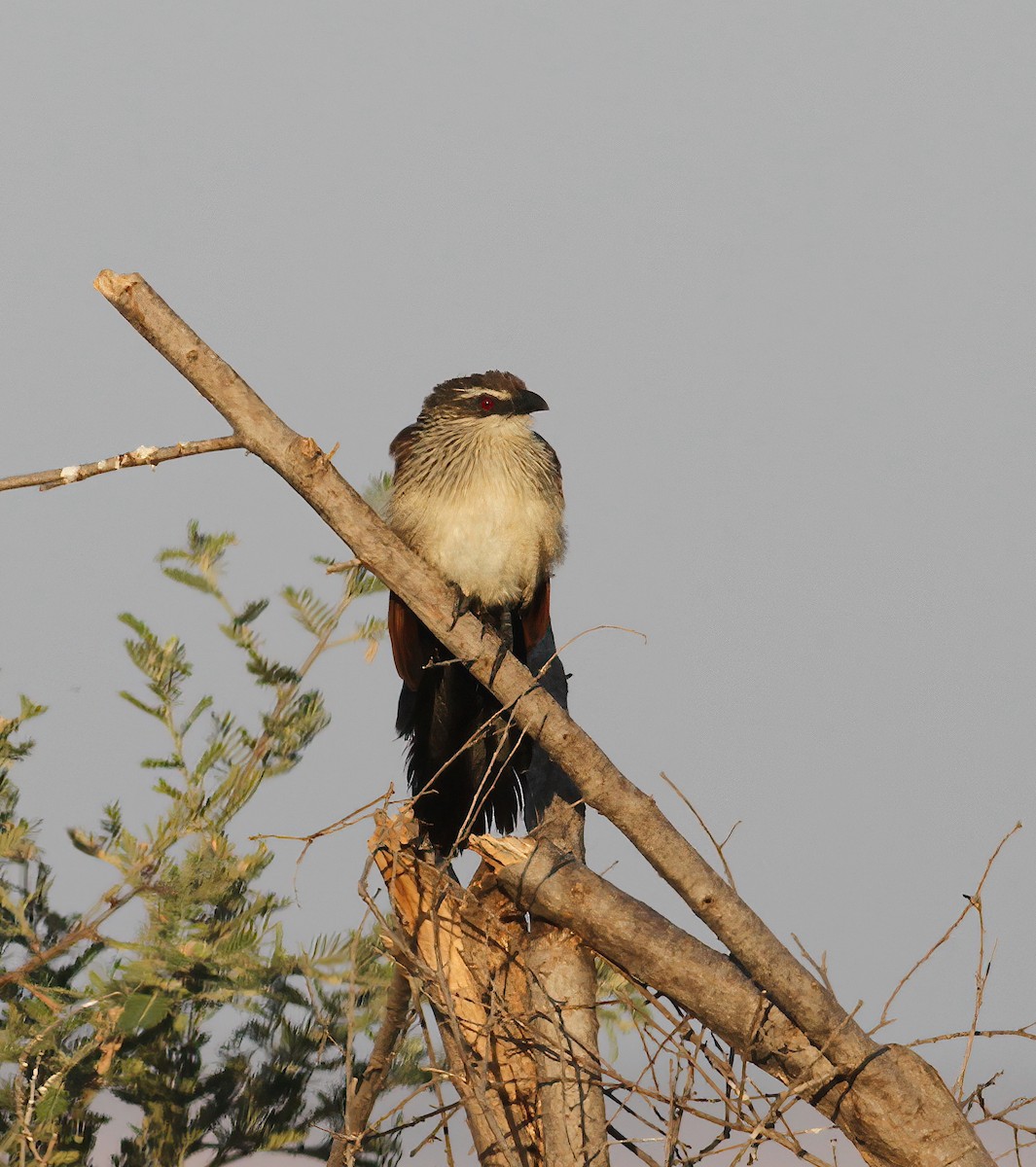 White-browed Coucal - ML331606951