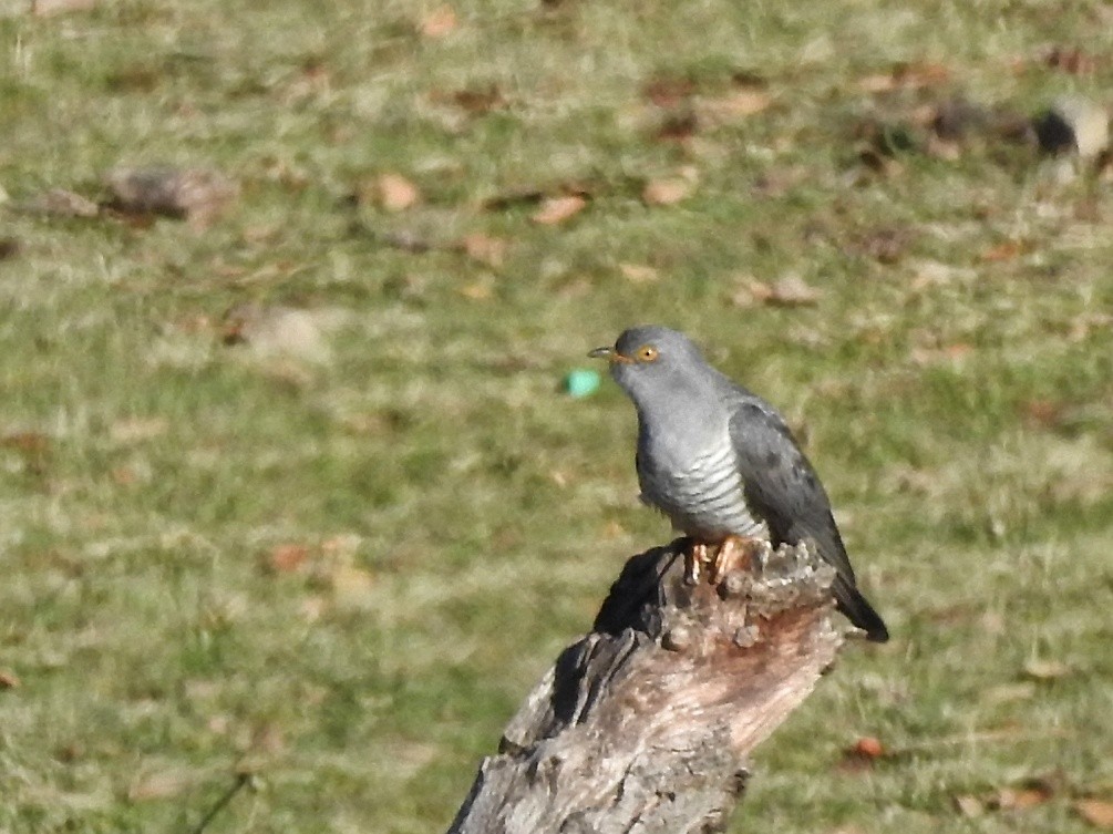 Common Cuckoo - ML331608561