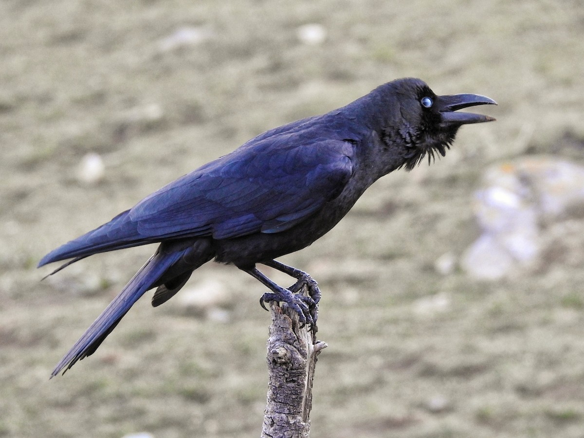 Large-billed Crow - ML331608581