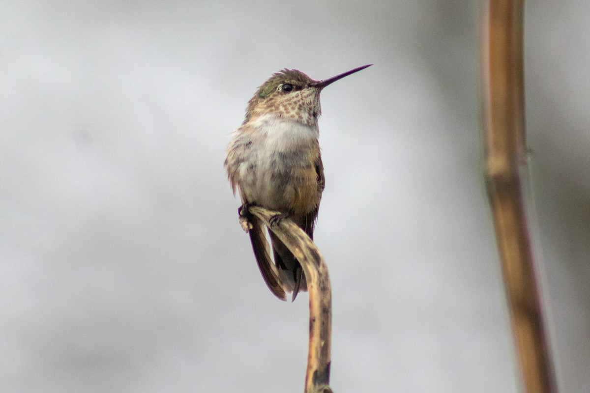 Calliope Hummingbird - ML331608891