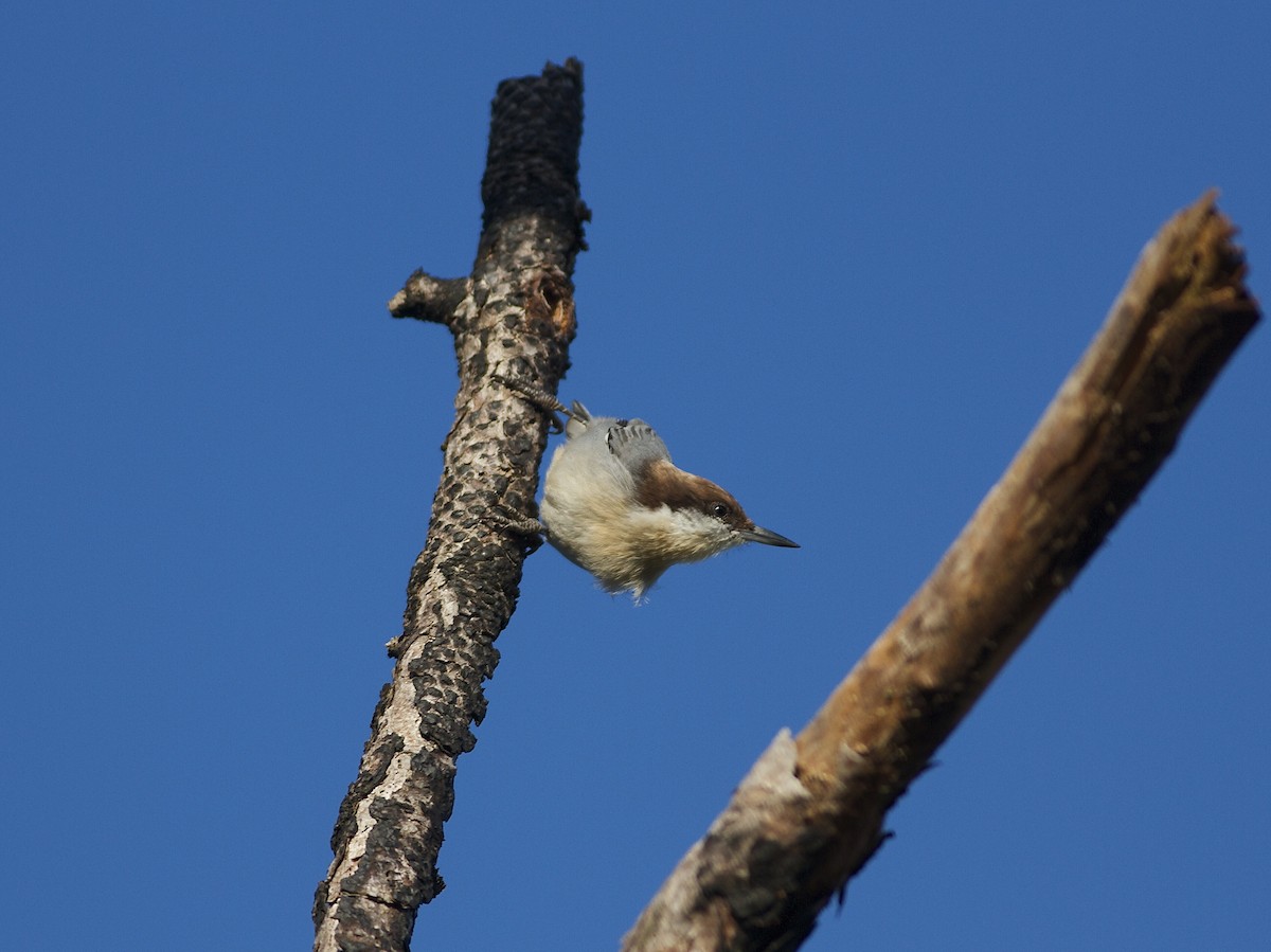 Brown-headed Nuthatch - ML33160891
