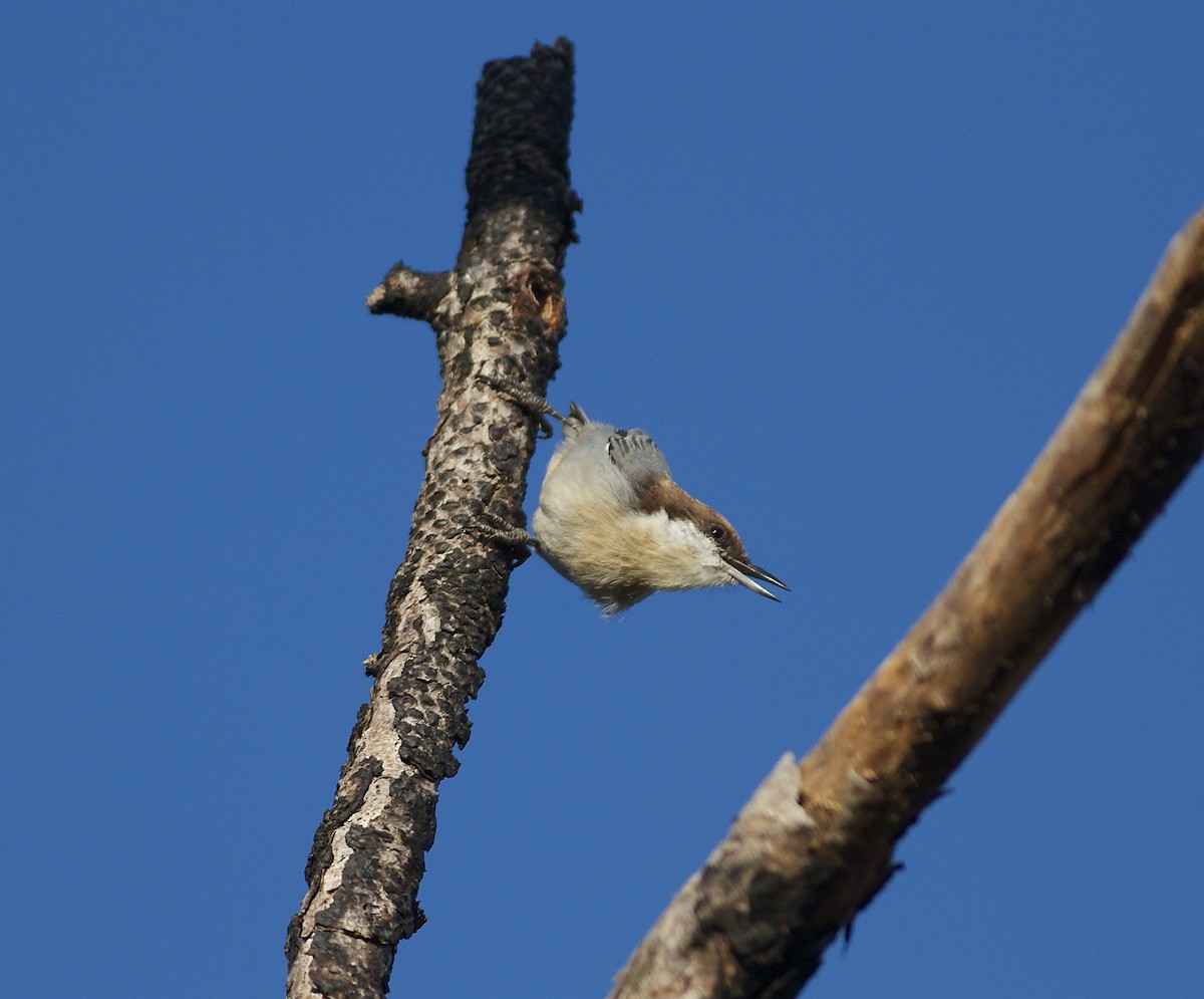 Brown-headed Nuthatch - ML33160901