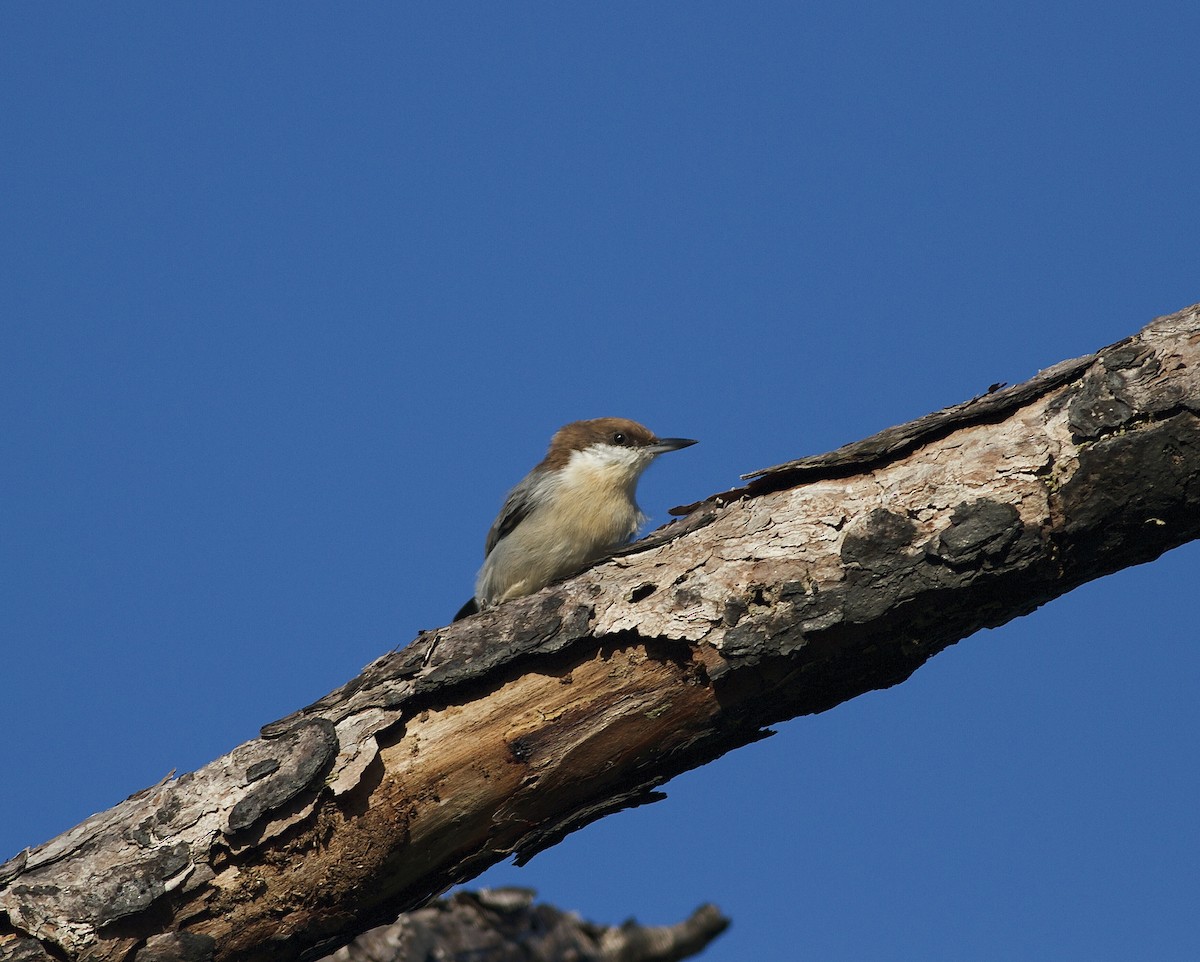 Brown-headed Nuthatch - ML33160911