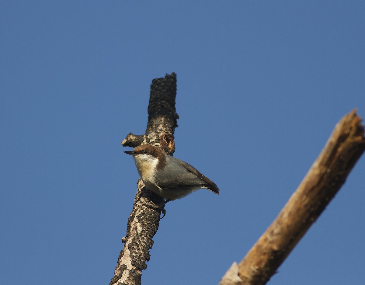 Brown-headed Nuthatch - ML33160921