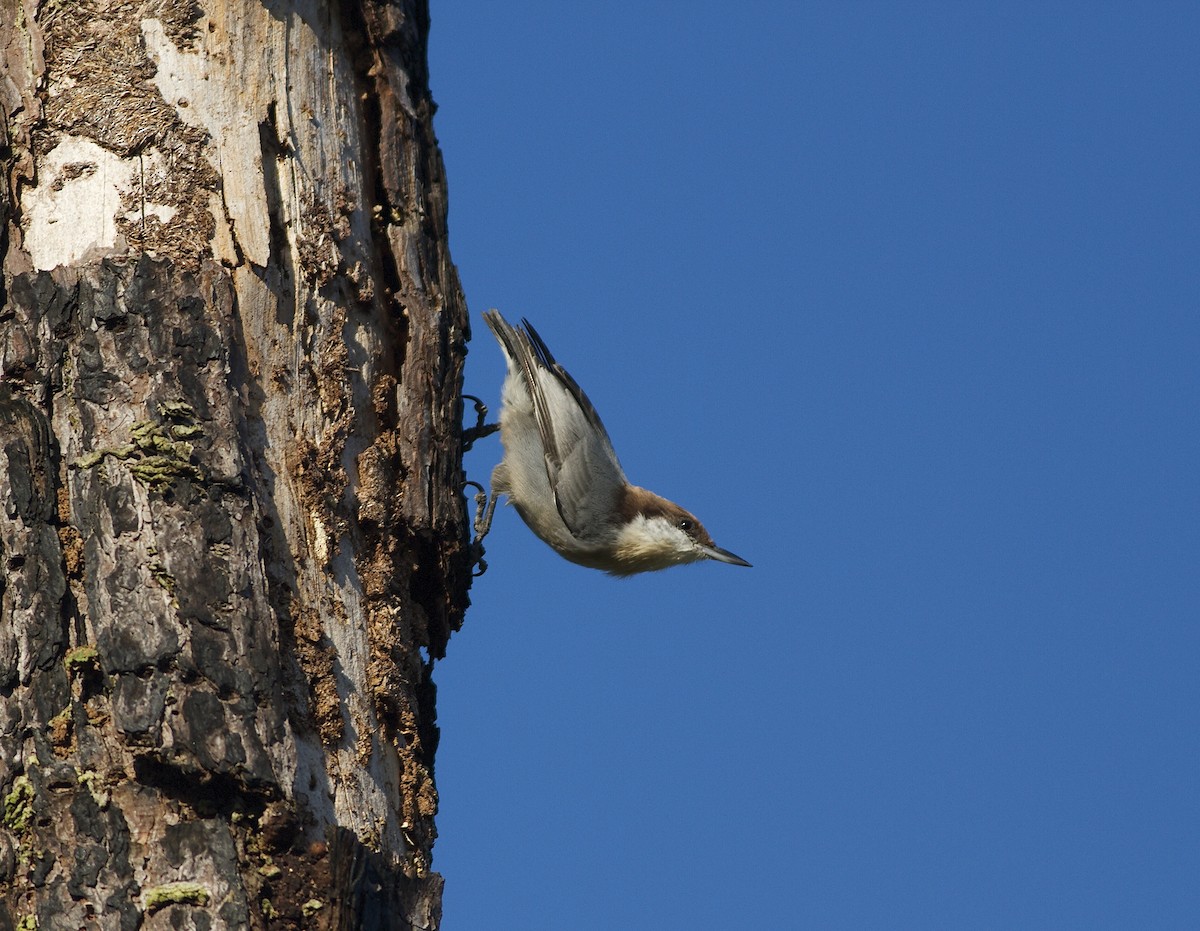 Brown-headed Nuthatch - ML33160931