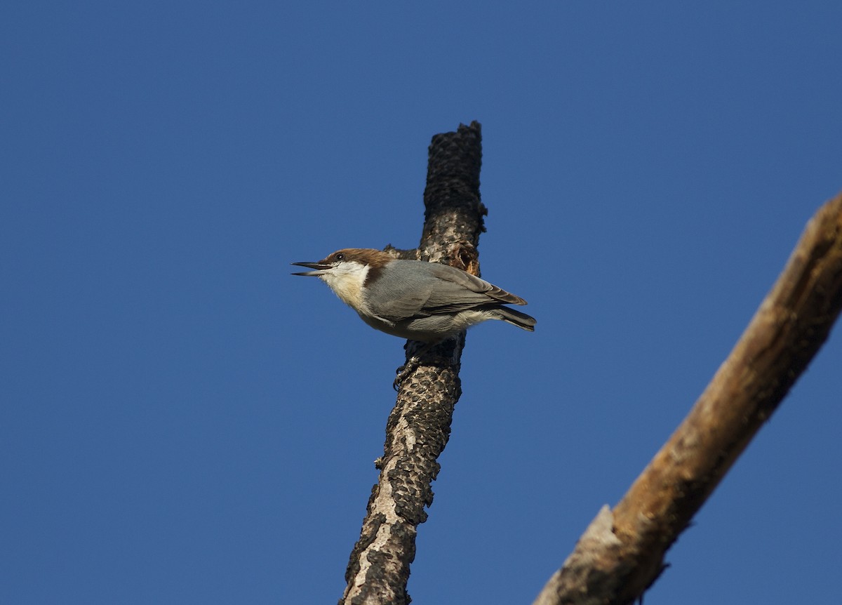 Brown-headed Nuthatch - Marc North