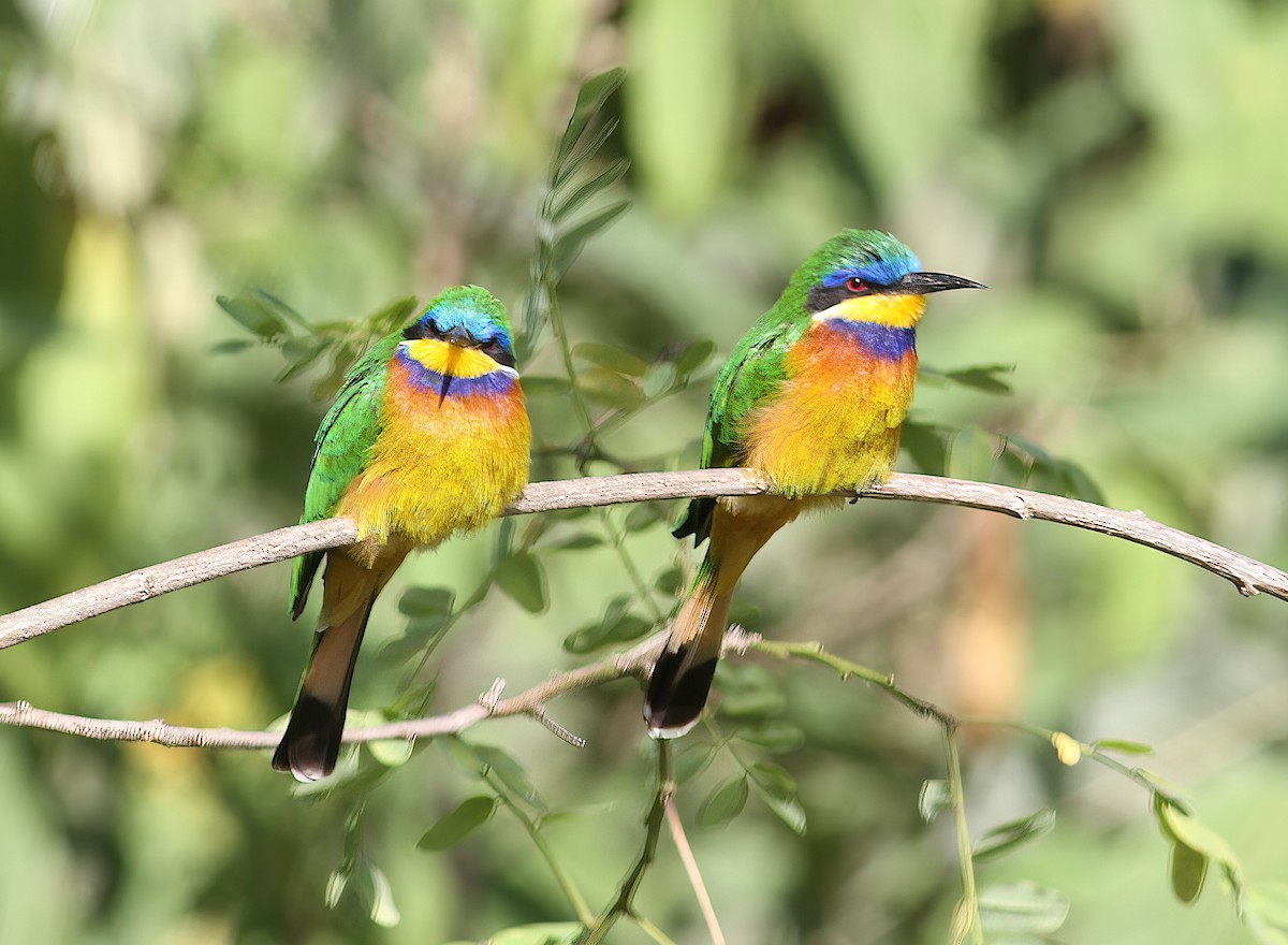 Ethiopian Bee-eater - ML331612551
