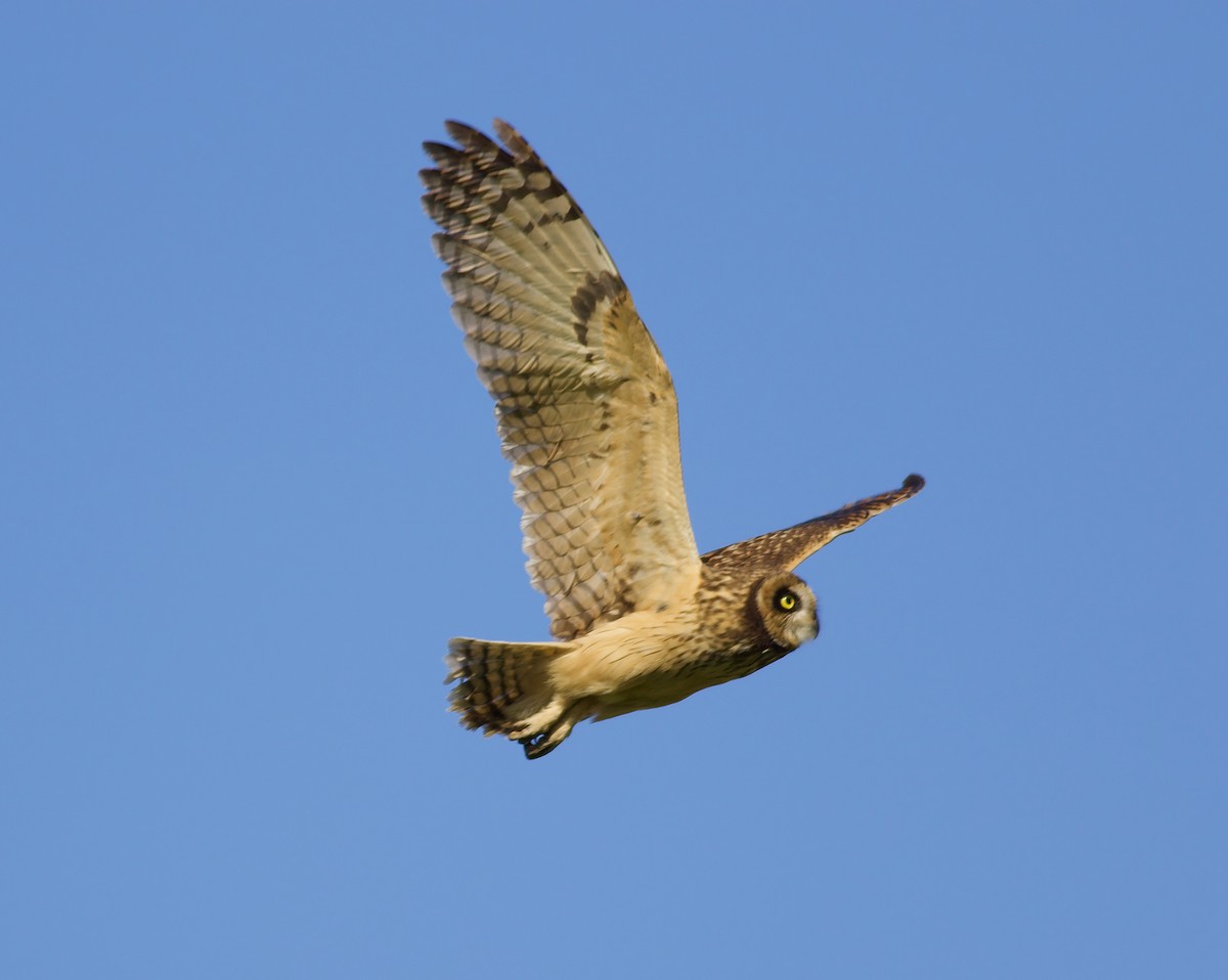 Short-eared Owl - ML331613081