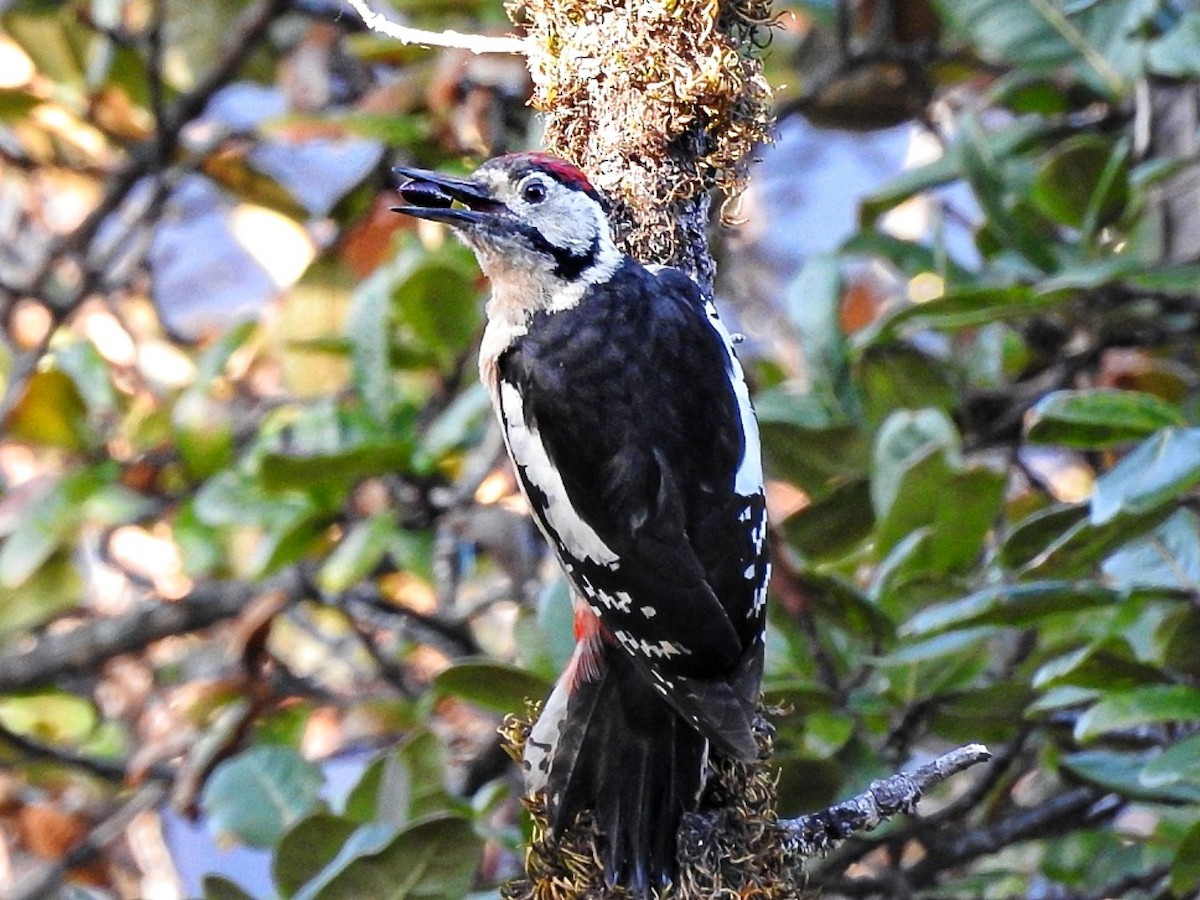 Himalayan Woodpecker - R Thapar