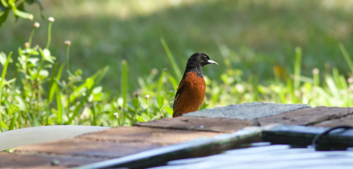 Orchard Oriole - ML331617811