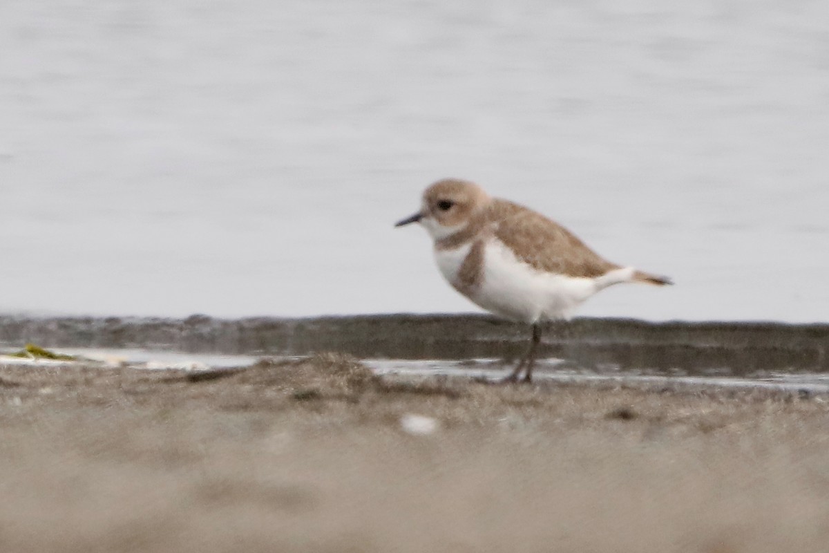 Two-banded Plover - ML331618221