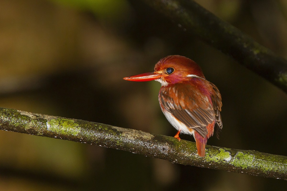 Madagascar Pygmy Kingfisher - Niall D Perrins