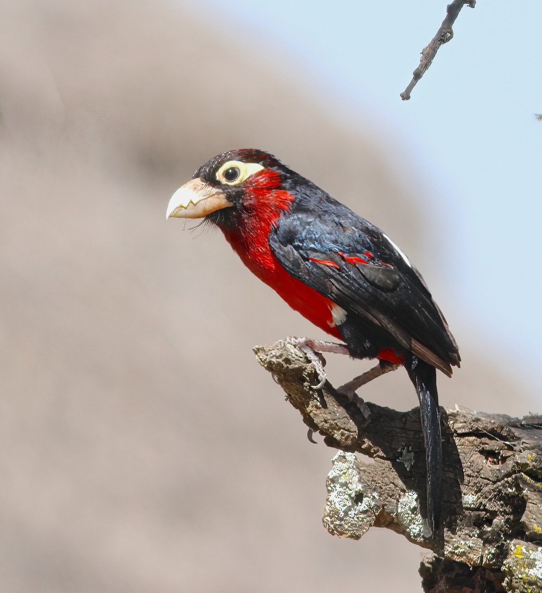 Double-toothed Barbet - ML331619201