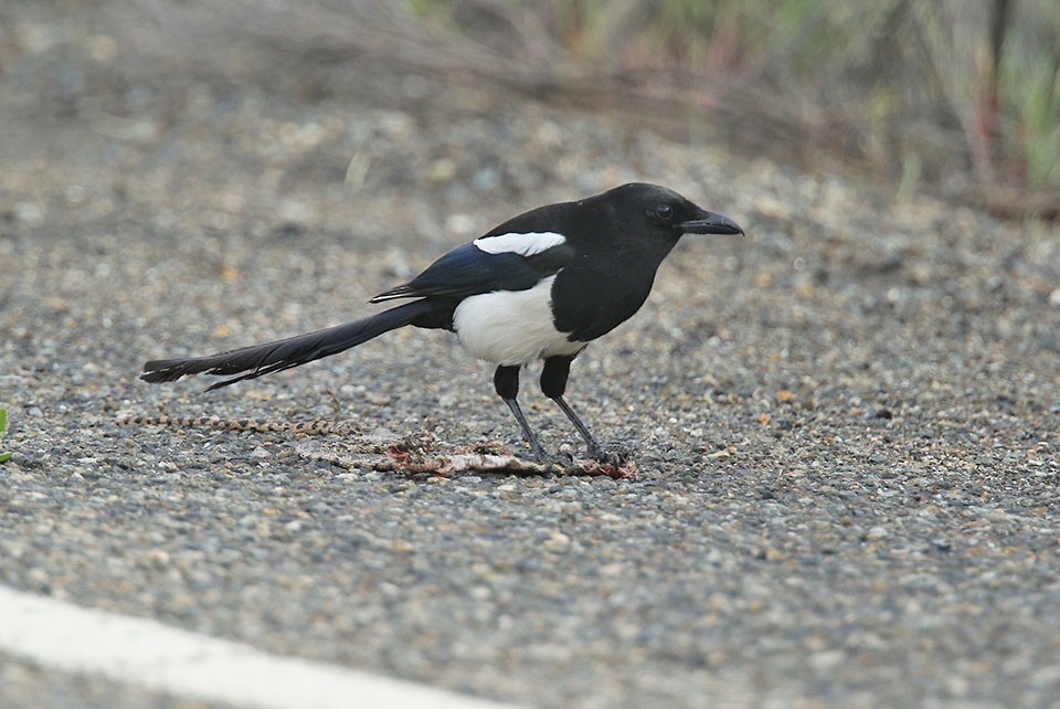 Black-billed Magpie - ML33161921