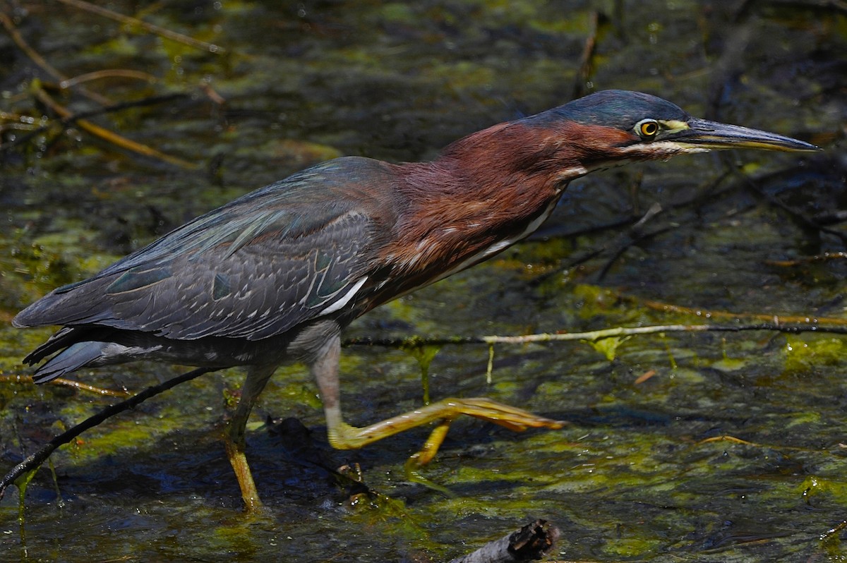 Green Heron - Cliff Peterson