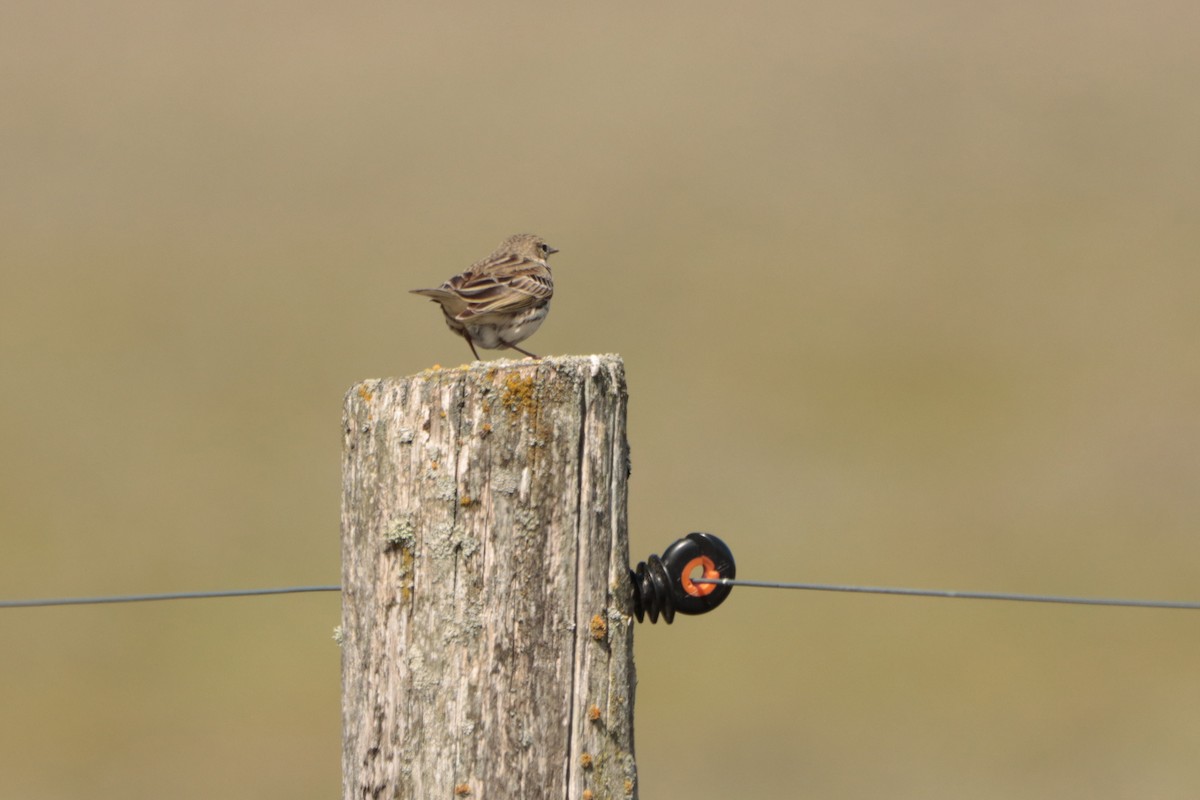 Meadow Pipit - ML331620341
