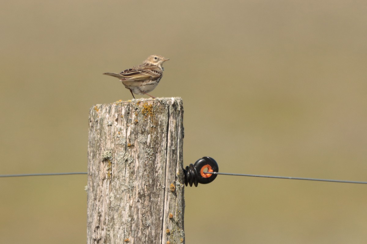 Meadow Pipit - ML331620371