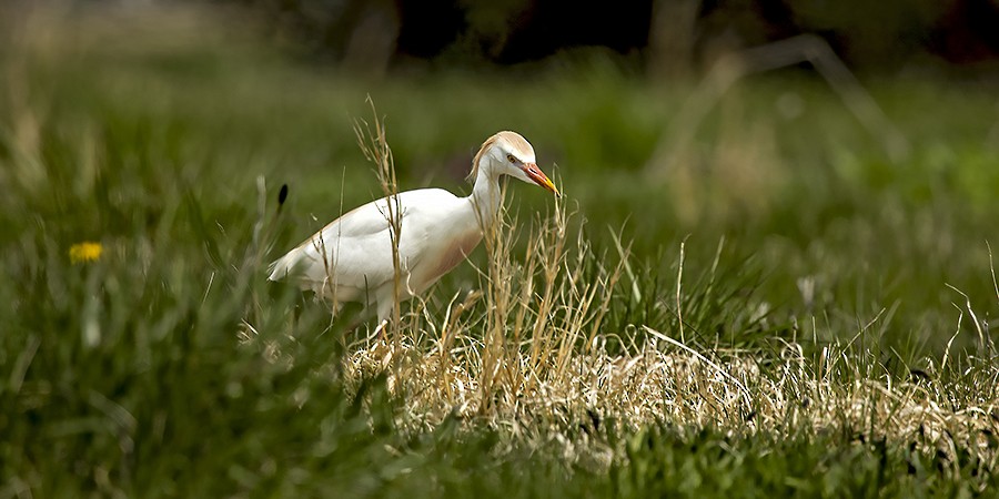 Египетская цапля (ibis) - ML331620861