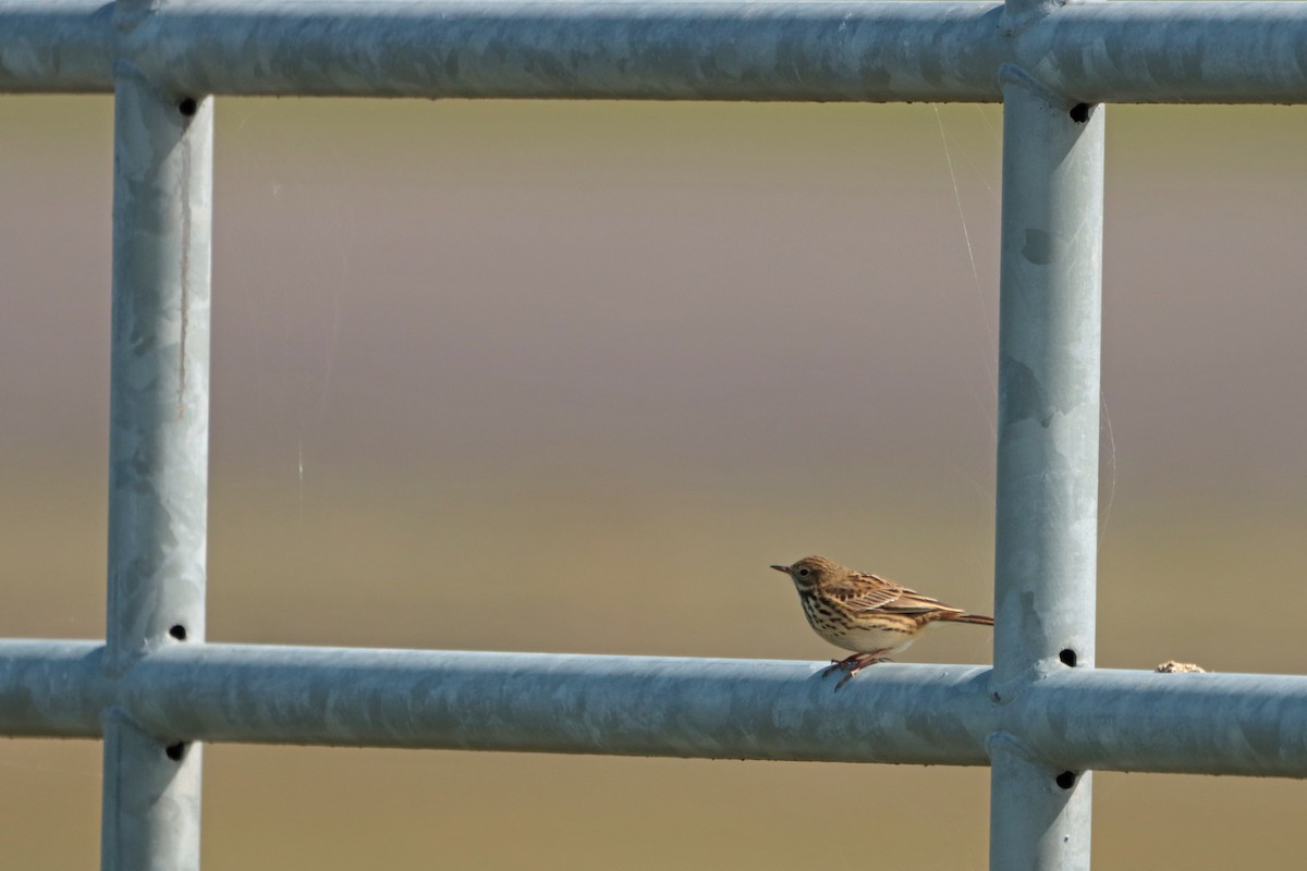 Meadow Pipit - ML331621121