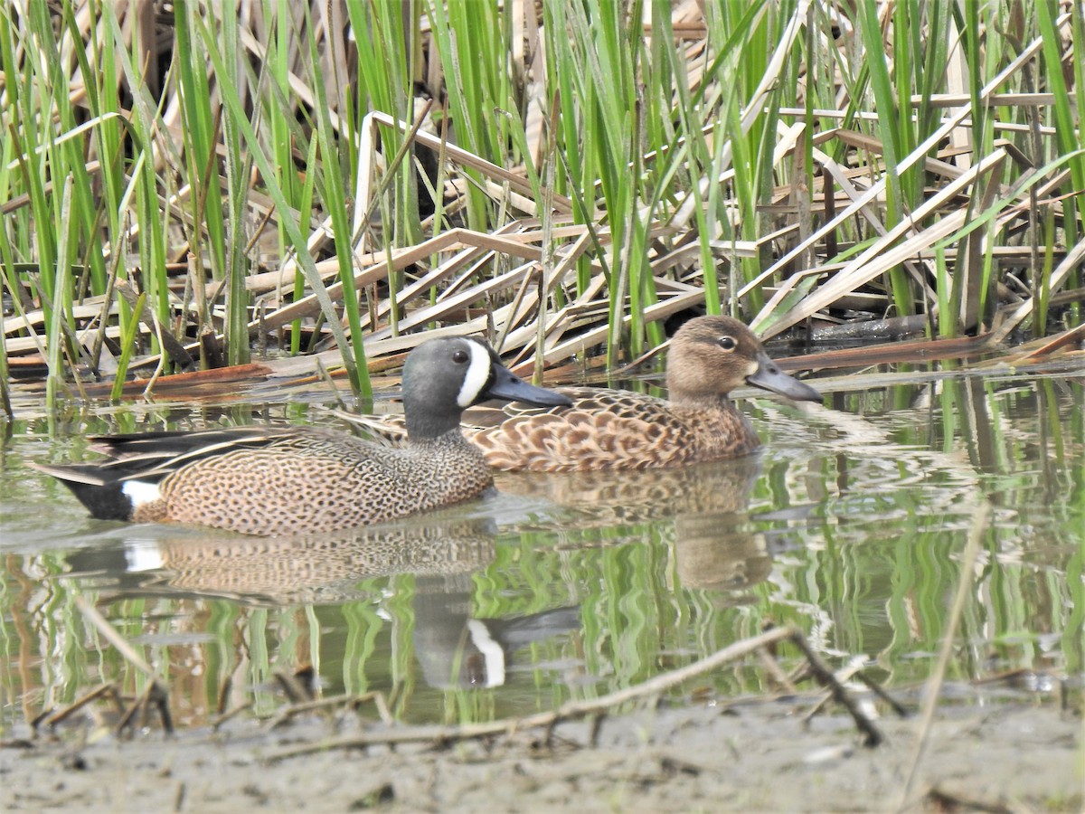 Blue-winged Teal - ML331622211