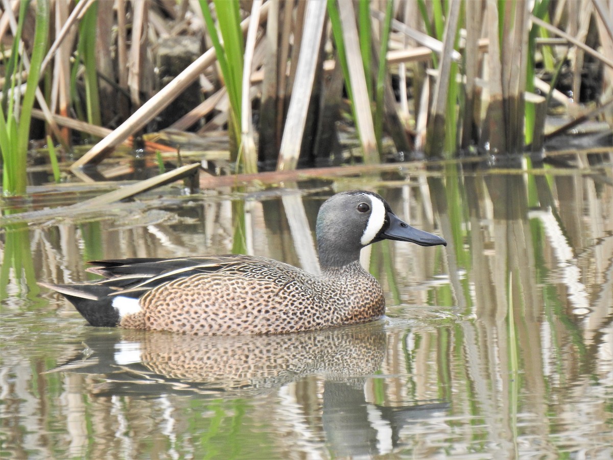 Blue-winged Teal - ML331622221