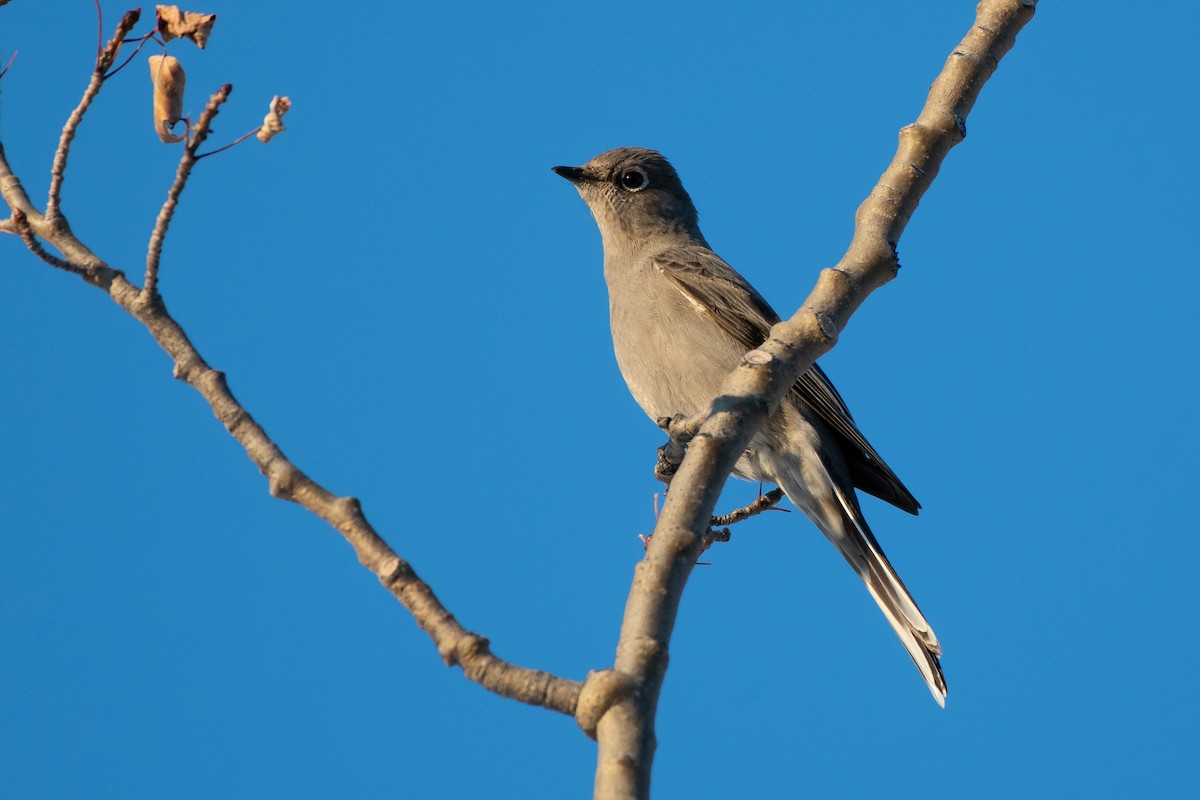 Townsend's Solitaire - ML331625261