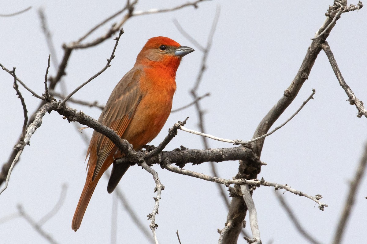 Hepatic Tanager - ML331631161