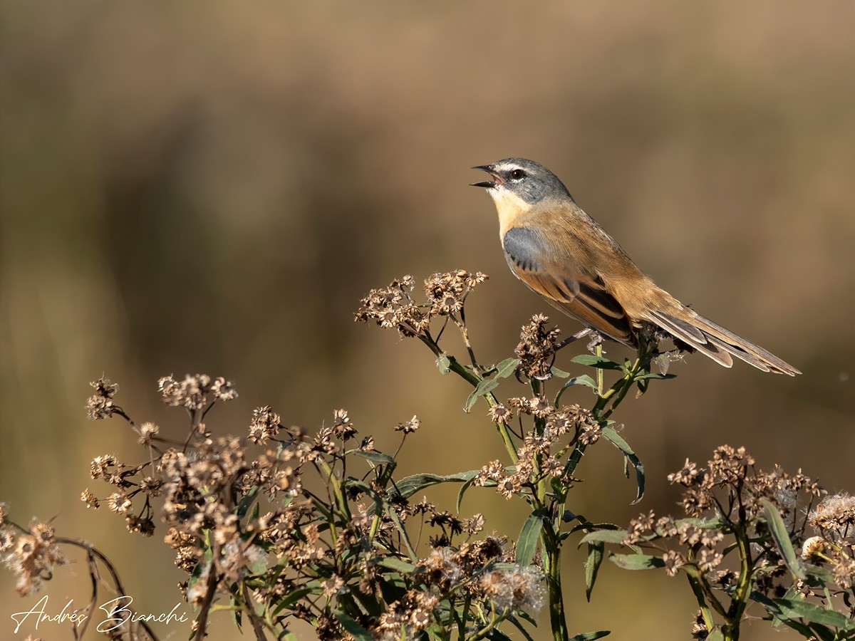 Long-tailed Reed Finch - ML331632181