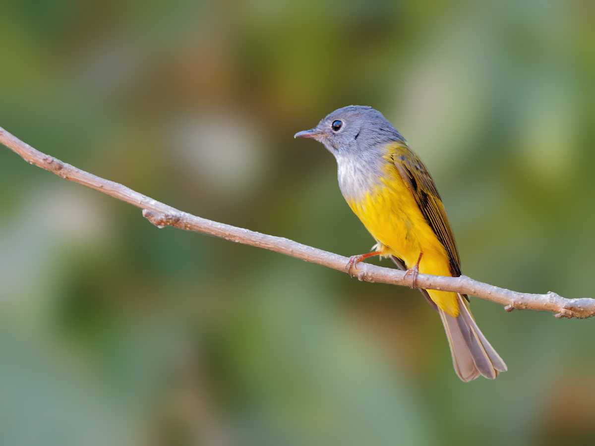Gray-headed Canary-Flycatcher - Rajesh Mahajan
