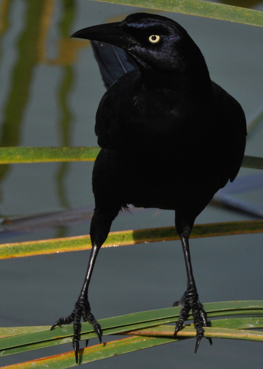 Great-tailed Grackle - ML33163291