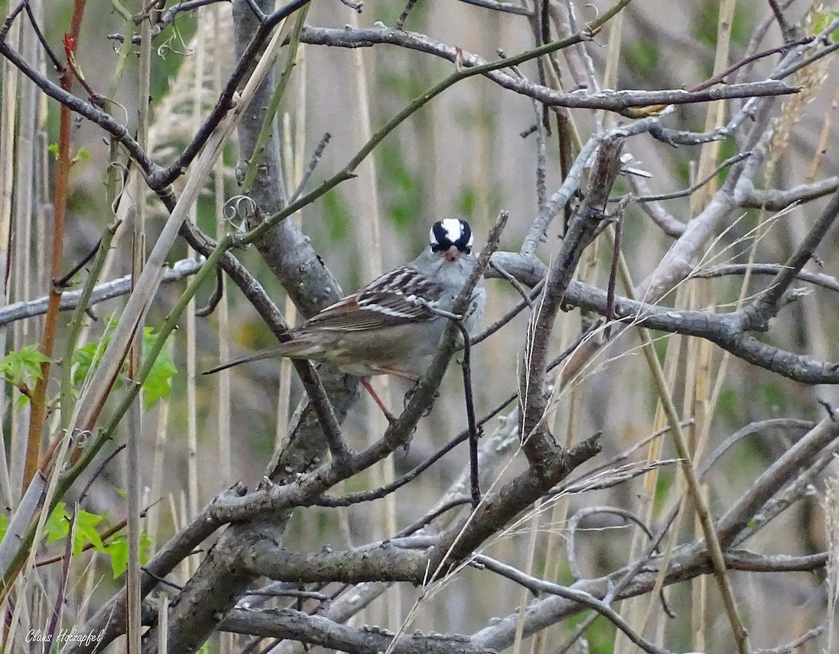 White-crowned Sparrow - ML331633651