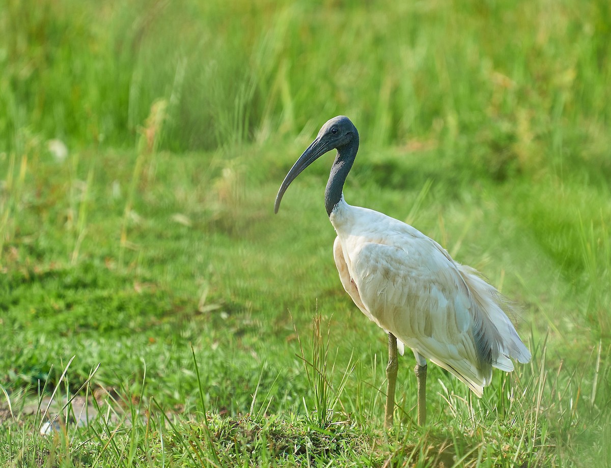 ibis černohlavý - ML331634681