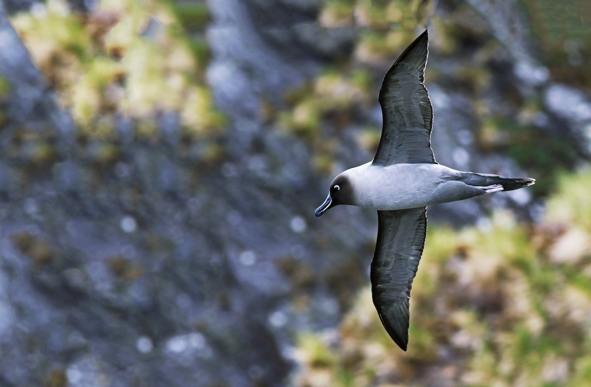Light-mantled Albatross - Andrew Spencer