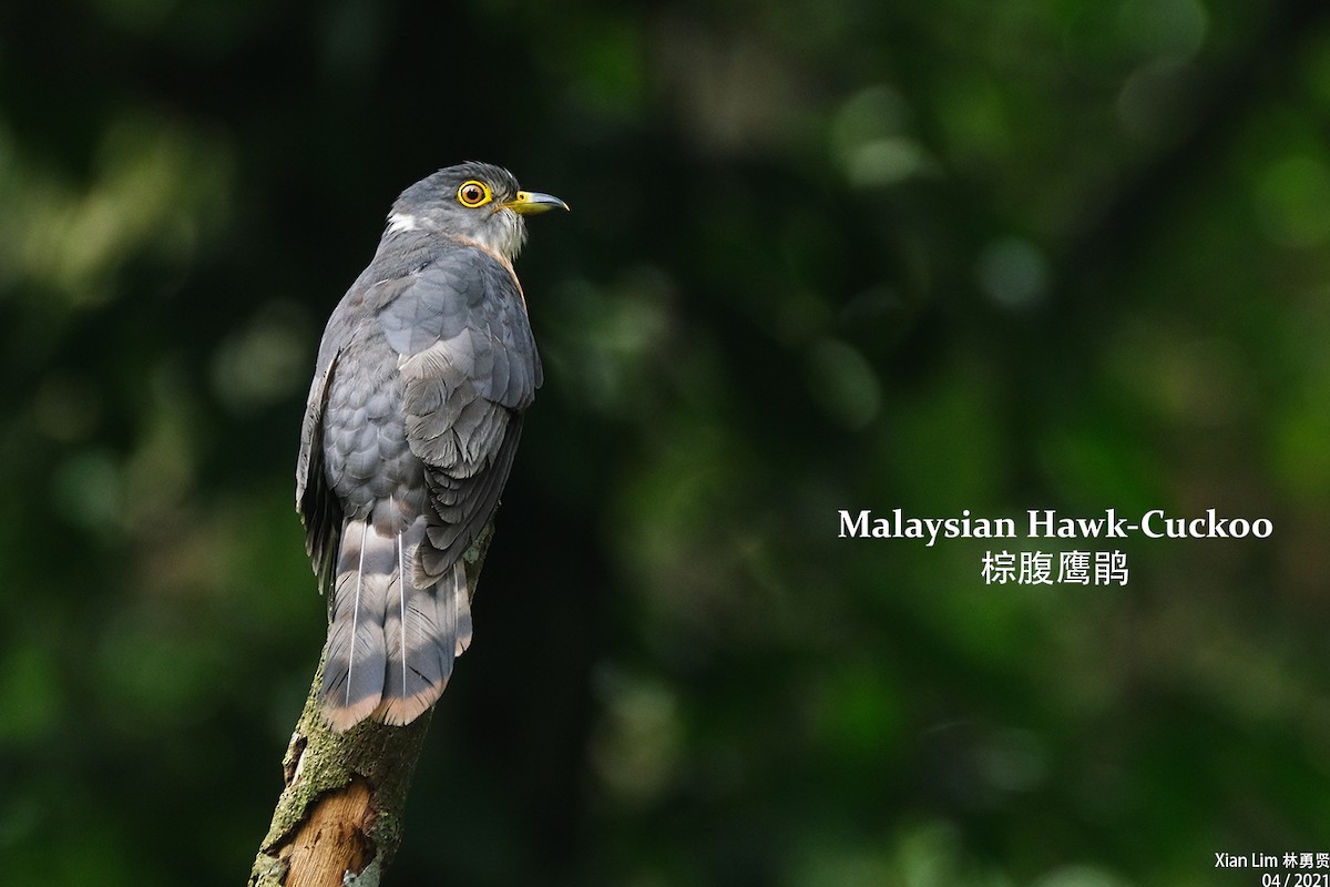 Malaysian Hawk-Cuckoo - Lim Ying Hien