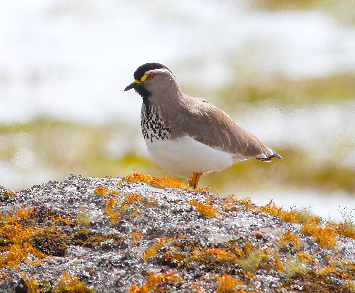 Spot-breasted Lapwing - ML331638501