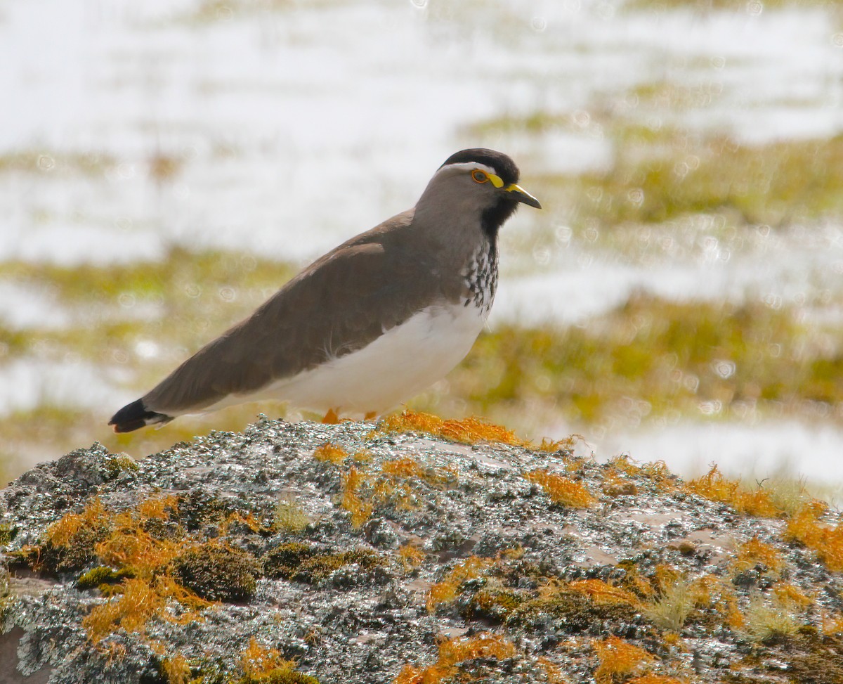 Spot-breasted Lapwing - ML331638511