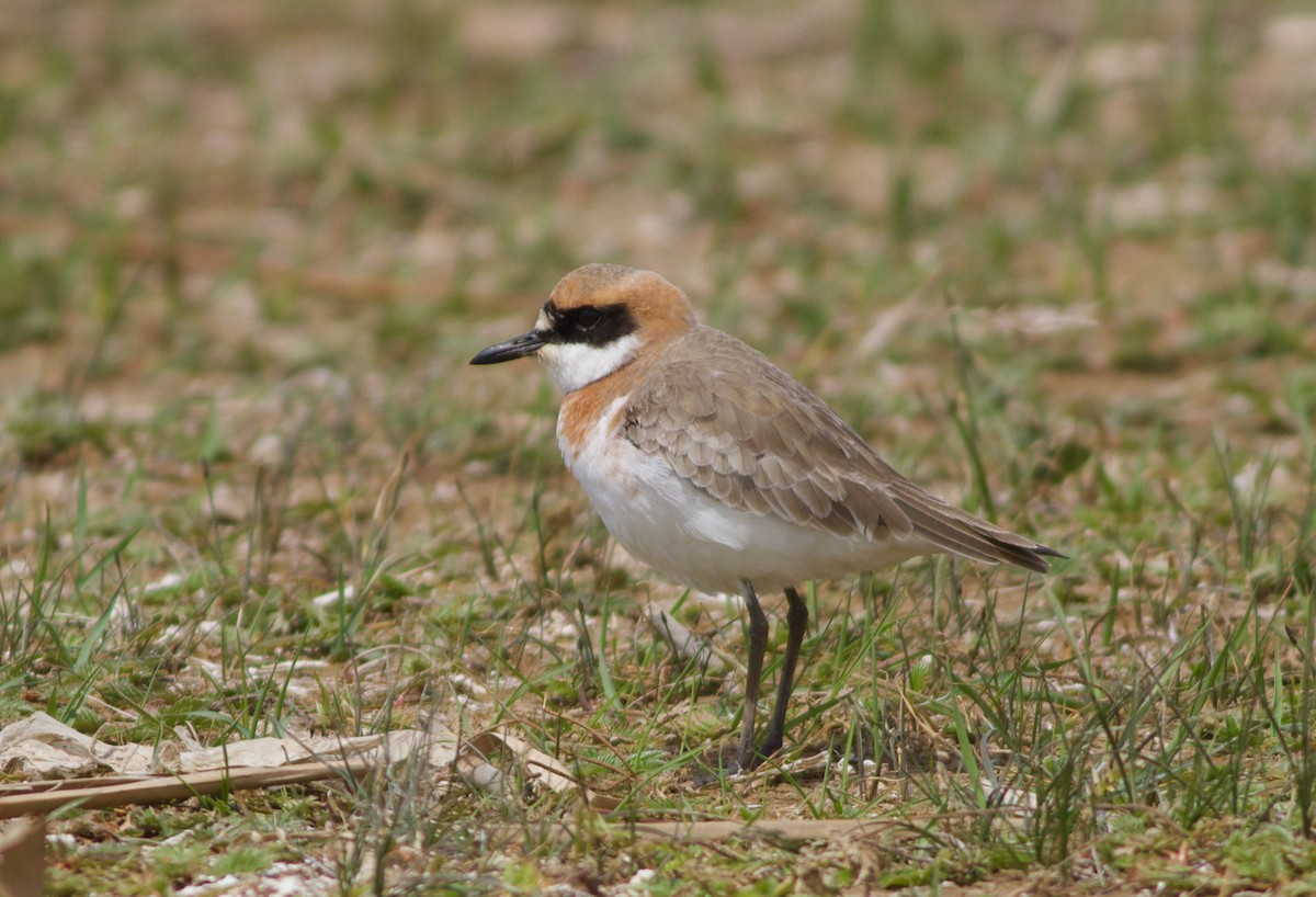 Greater Sand-Plover - Terry Townshend