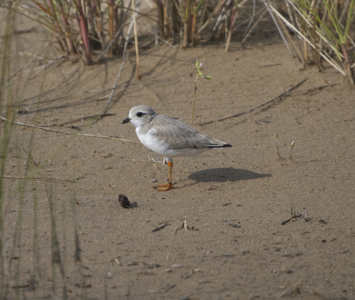 Piping Plover - Marc North