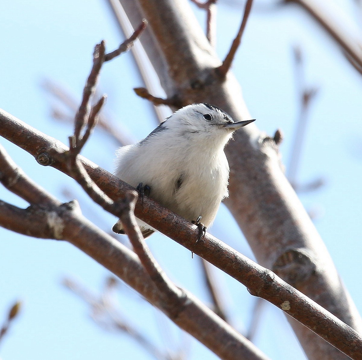 White-breasted Nuthatch - ML331643651