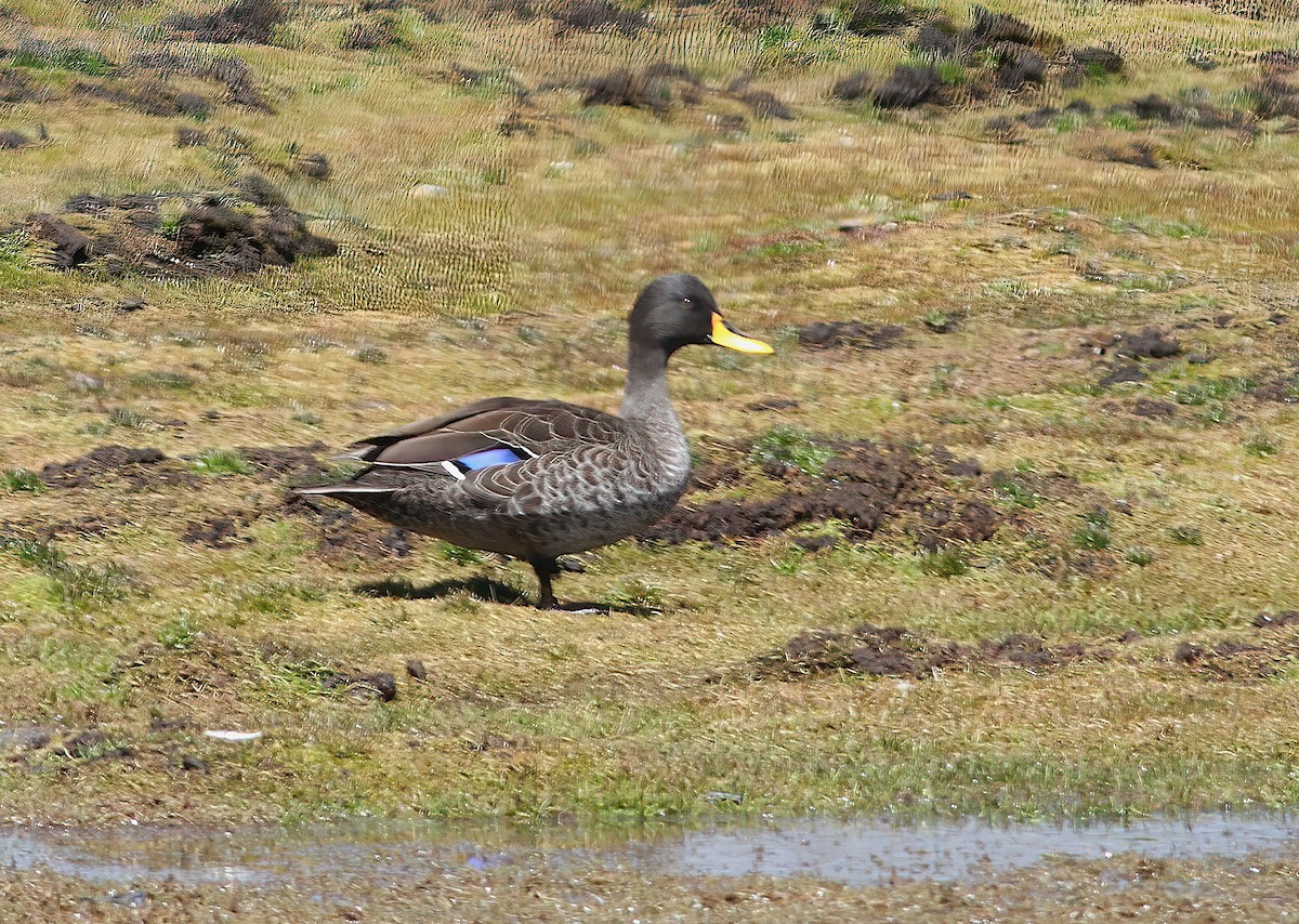 Yellow-billed Duck - ML331643771