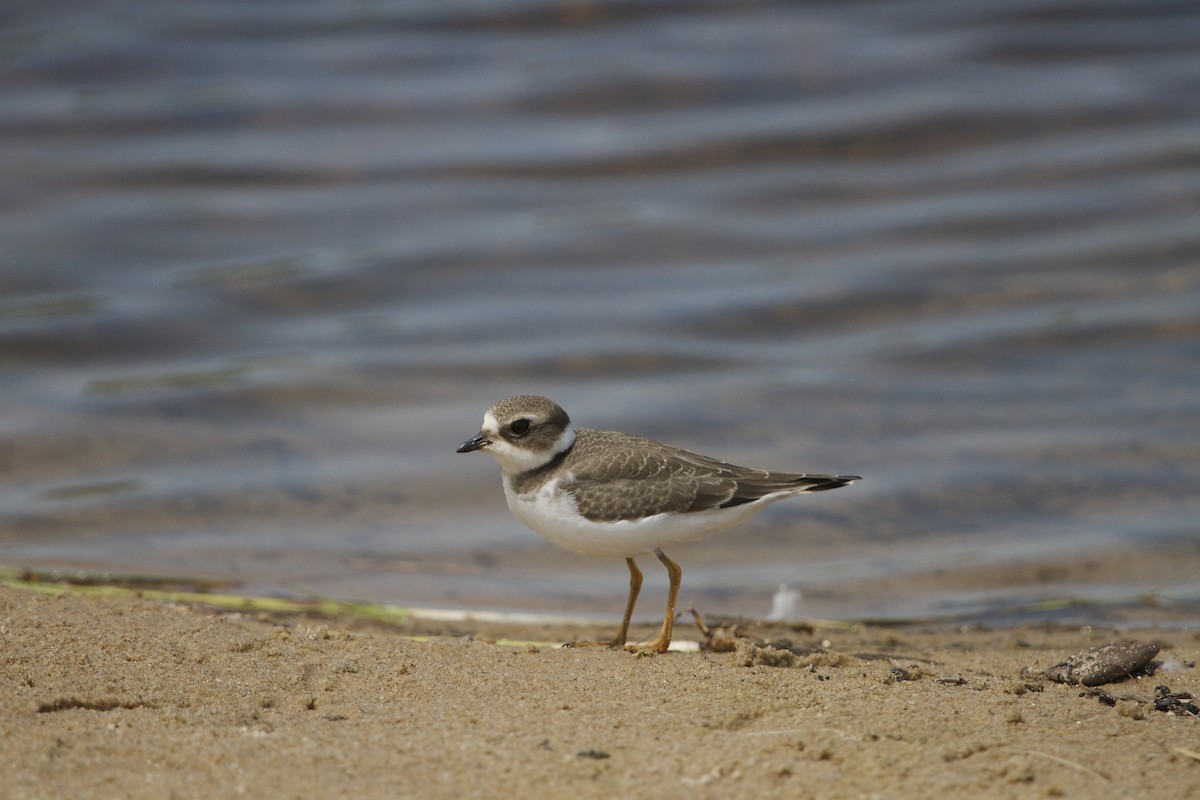 Semipalmated Plover - Marc North