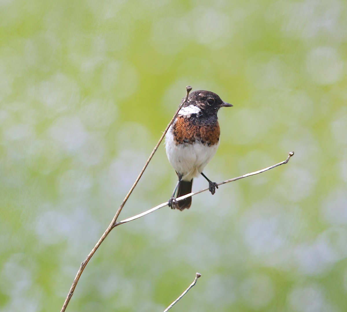 African Stonechat - Phil Hyde