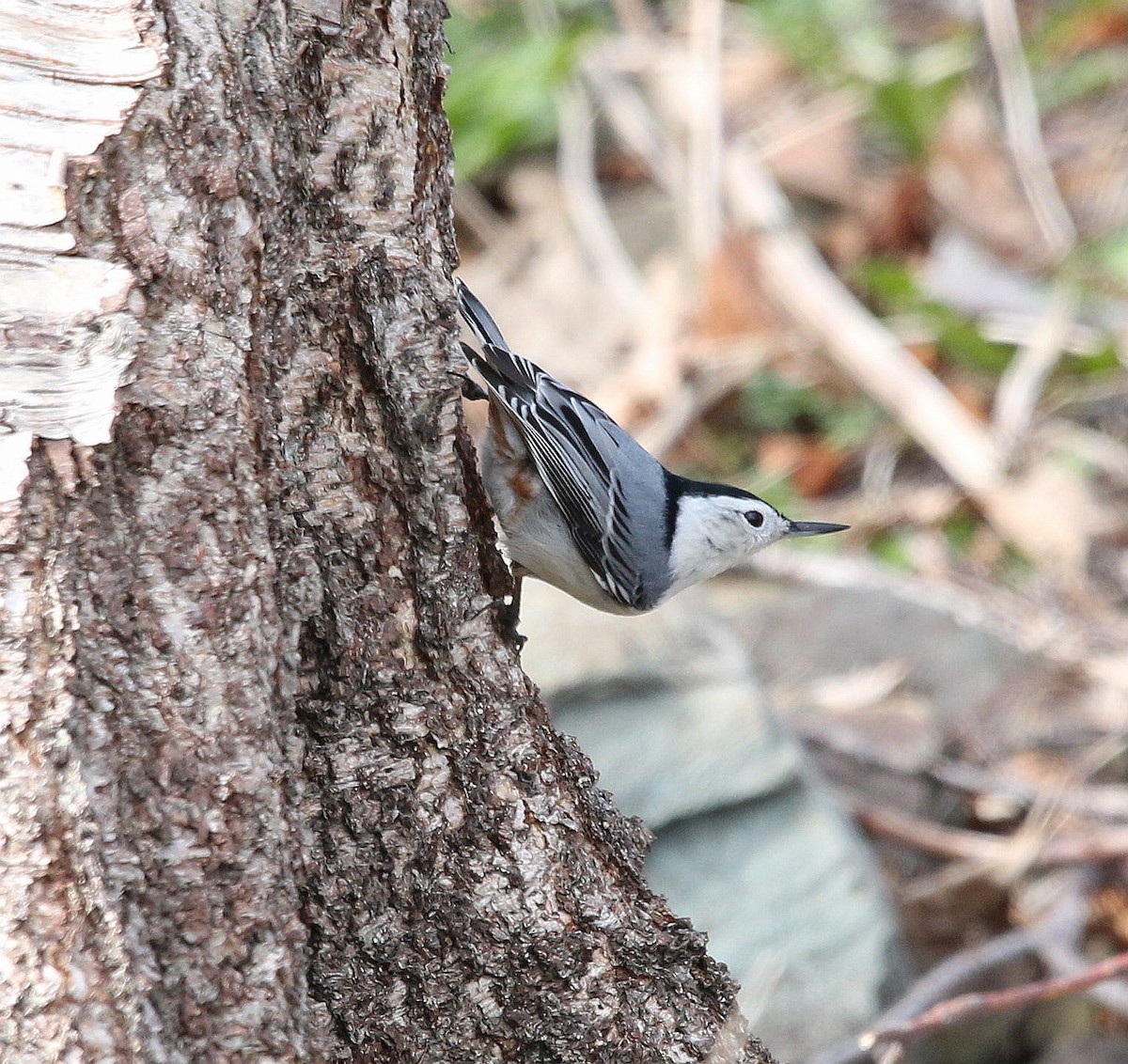 White-breasted Nuthatch - ML331646311