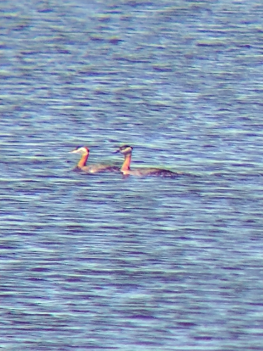 Red-necked Grebe - ML331651181