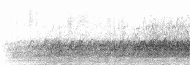Розовоухая утка - ML33165301
