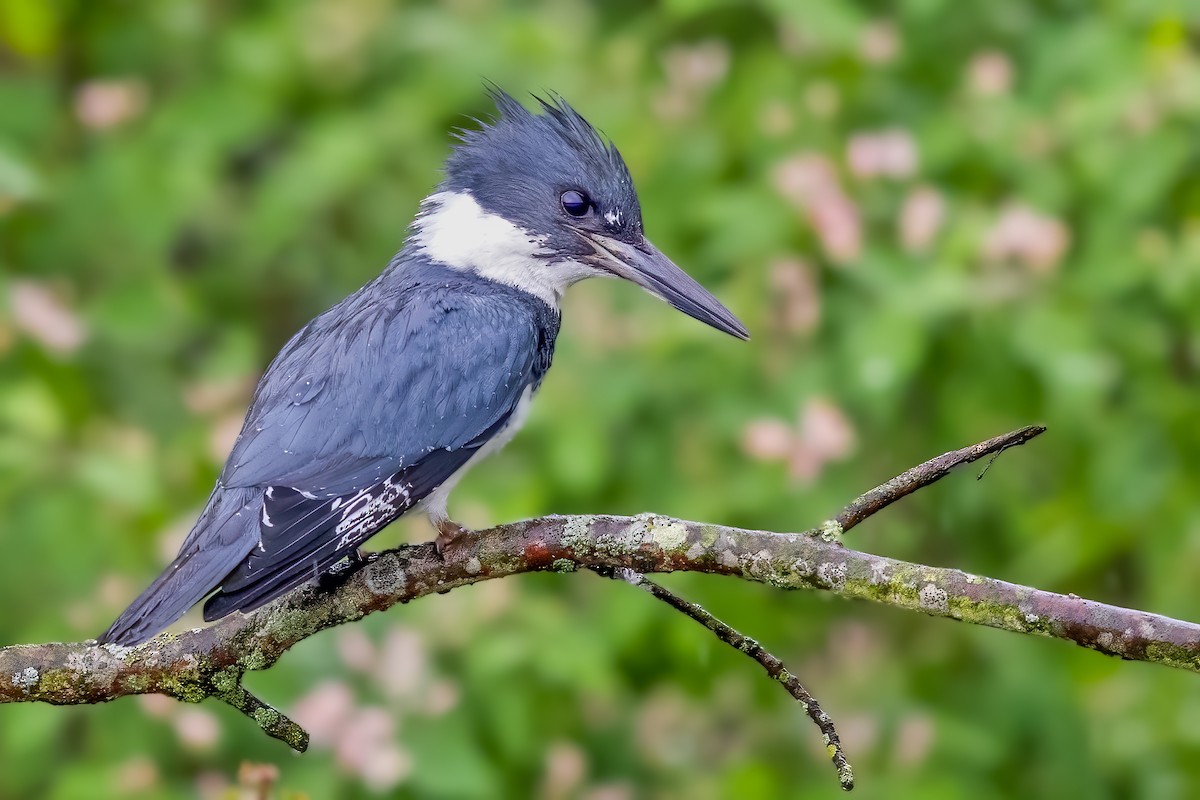Belted Kingfisher - ML331653811