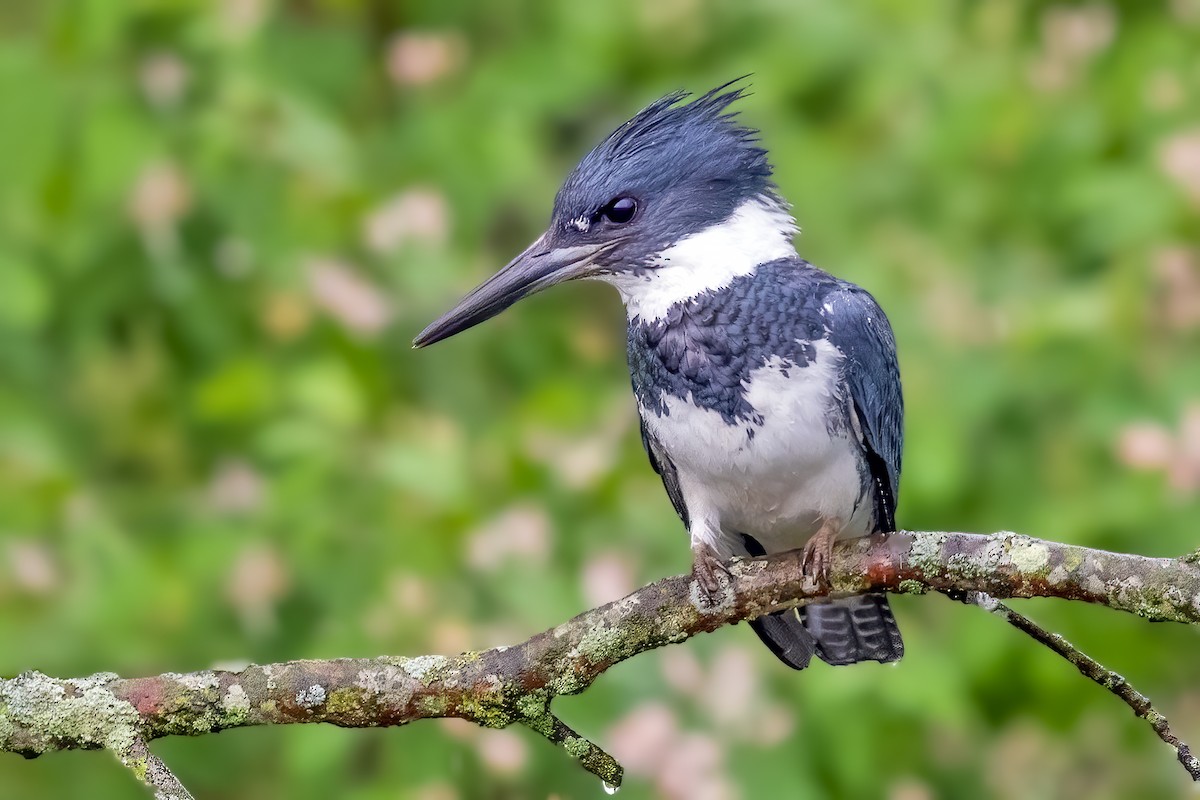 Belted Kingfisher - ML331654391