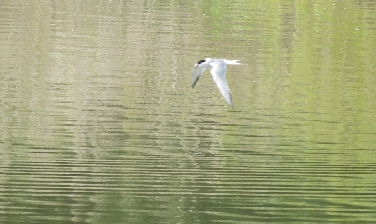Common Tern - ML331656871