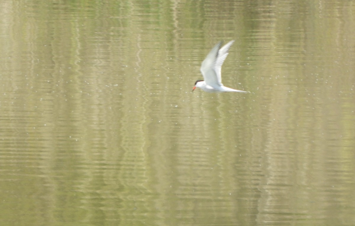 Common Tern - Miroslav Mareš
