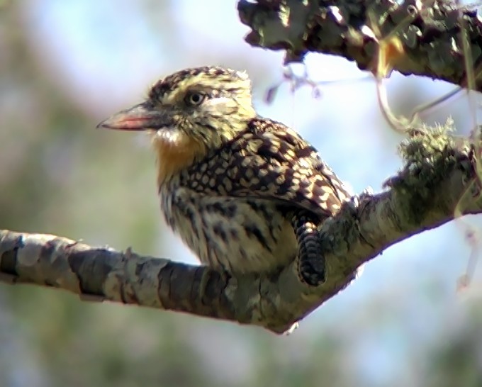 Spot-backed Puffbird (Chaco) - ML331659301